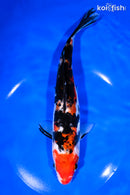 8.75" DOITSU SANKE