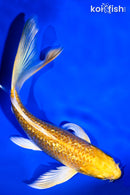 6" GINRIN YAMABUKI OGON BUTTERFLY