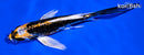 5.75" ARAGOKE BENI KIKOKURYU BUTTERFLY