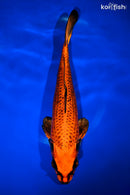 12.5" ORENJI MATSUBA