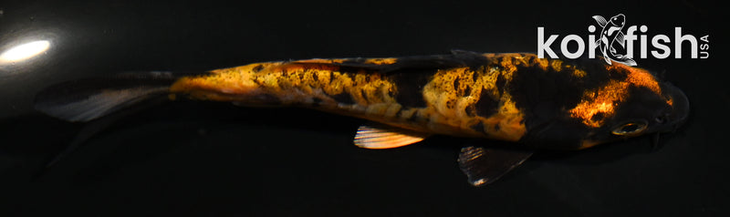 5" ARAGOKE HI UTSURI
