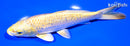 6.75" GINRIN YAMABUKI OGON
