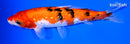 8.25" GINRIN SANKE