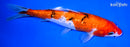8.25" GINRIN SANKE