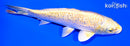 6.75" GINRIN YAMABUKI OGON