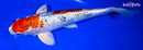 11.5" GINRIN YAMATO NISHIKI