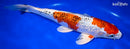 11.5" GINRIN YAMATO NISHIKI