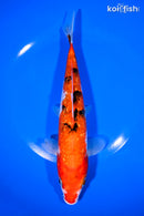 8.25" GINRIN SANKE
