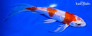 6.5" GINRIN HARIWAKE BUTTERFLY