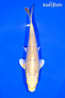 6.75" GINRIN YAMABUKI OGON