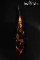 5" ARAGOKE HI UTSURI