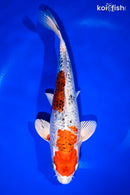 11.5" GINRIN YAMATO NISHIKI