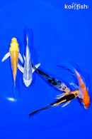 PACK OF (5) 4-5" BUTTERFLY KOI