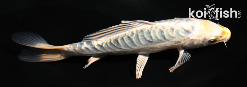 5" ARAGOKE KUJAKU