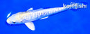 6.5" DOITSU LEMON HARIWAKE