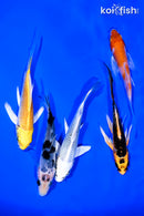 PACK OF (5) 4-5" BUTTERFLY KOI