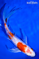 6.5" GINRIN HARIWAKE BUTTERFLY