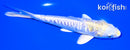 6.5" DOITSU LEMON HARIWAKE