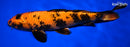 12" KIN HI UTSURI