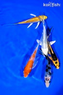 PACK OF (5) 4-5" BUTTERFLY KOI