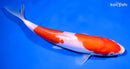 8.25" DOITSU KOHAKU