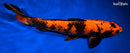12" KIN HI UTSURI