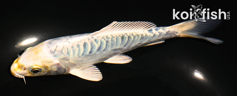 5" ARAGOKE KUJAKU