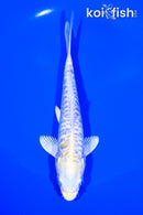 6.5" DOITSU LEMON HARIWAKE