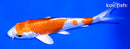 5.25" HARIWAKE