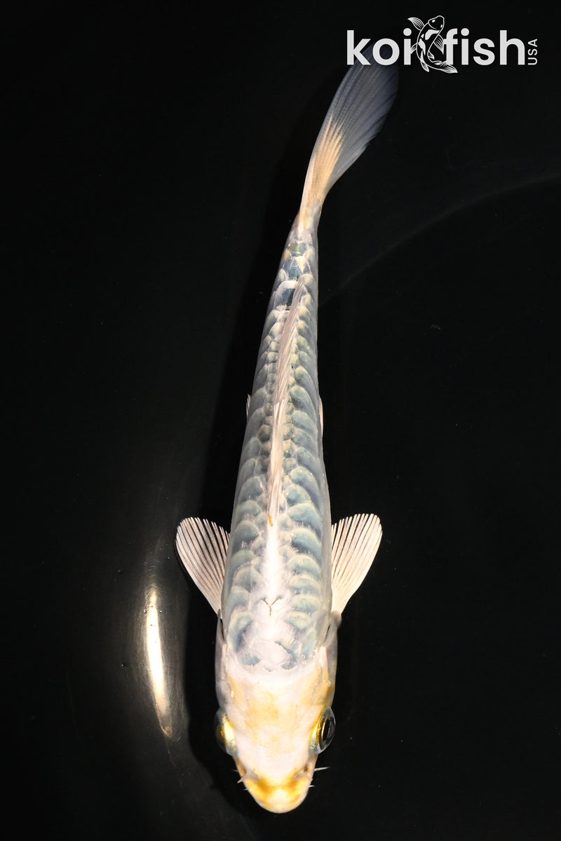 5" ARAGOKE KUJAKU