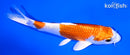 5.25" HARIWAKE