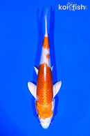 5.25" HARIWAKE