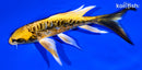 6.25" ARAGOKE KIN KIKOKURYU BUTTERFLY