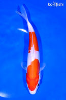 8.25" DOITSU KOHAKU