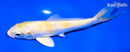 6.5" LEMON HARIWAKE