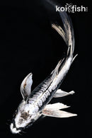 6.5" KIKOKURYU BUTTERFLY