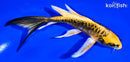 6.25" ARAGOKE KIN KIKOKURYU BUTTERFLY