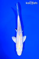 6.5" LEMON HARIWAKE