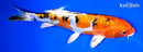 7.75" HEISEI NISHIKI