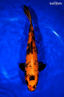 12" KIN HI UTSURI
