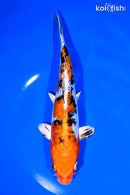 7.75" HEISEI NISHIKI