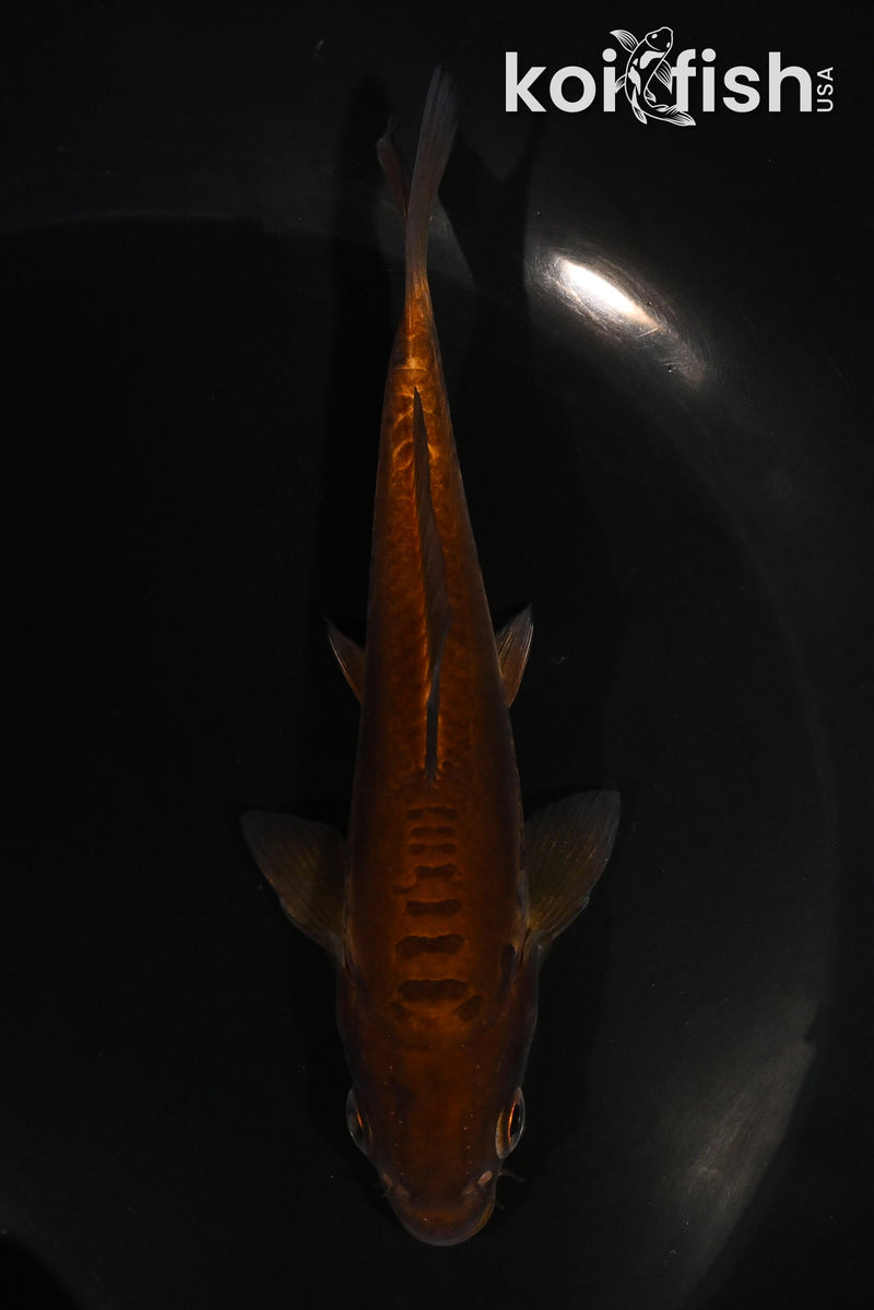 5" DOITSU CHAGOI