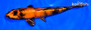 8" KIN HI UTSURI