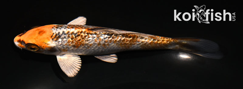 5" GINRIN BENI GINGA