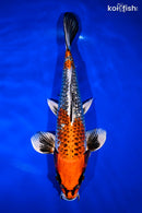 12.75" GINRIN BENI GINGA