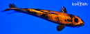 8" KIN HI UTSURI