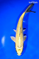 8.25" KI MATSUBA