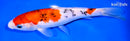 7.75" SANKE