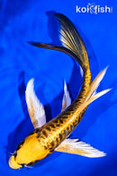 6.25" ARAGOKE KIN KIKOKURYU BUTTERFLY