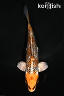 5" GINRIN BENI GINGA